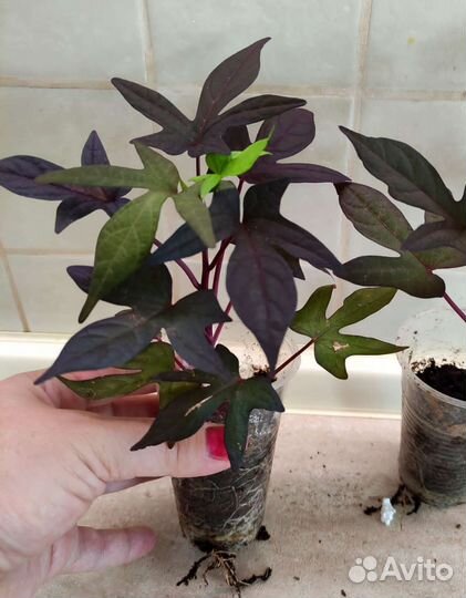 Растения для кашпо, лизимахия,ипомея,каллизия