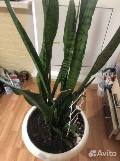 Щучий хвост