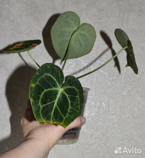 Антуриум Кларинервиум