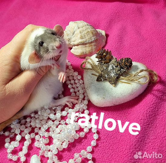 Девочка кепка дамбо от ratlove