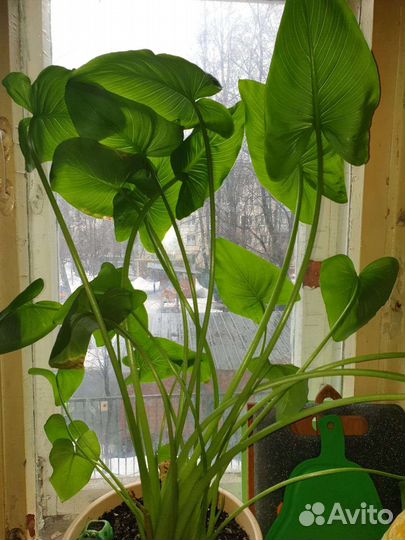 Комнатные цветы Калла белая