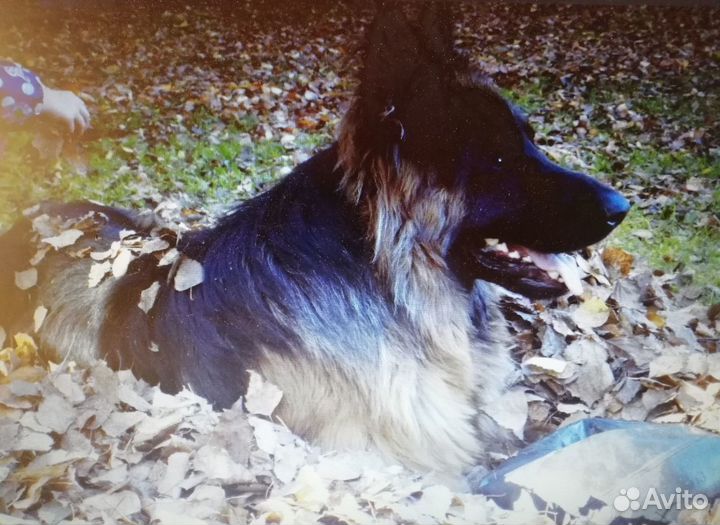 Вязка кобеля