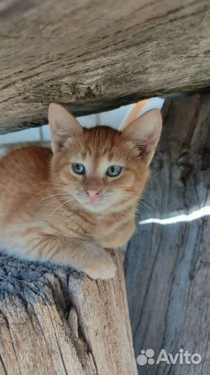 Кошка в дар