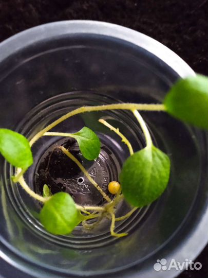 Рассада картофеля сорт Гала