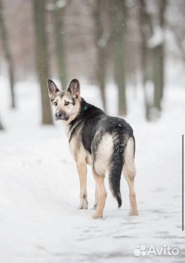 Маленькая Мышка - идеальная собака для семьи