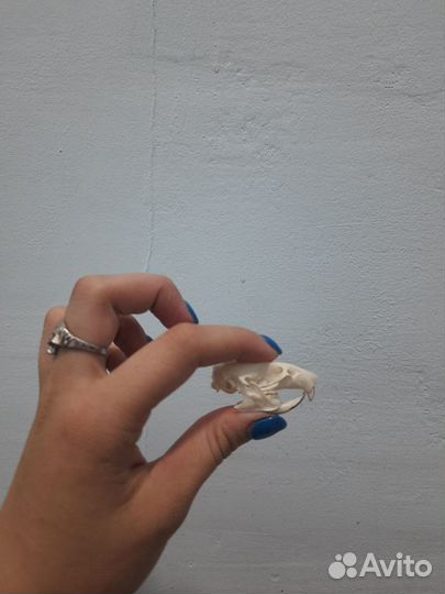 Череп крысы