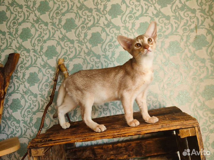 Абиссинский котёнок редкого окраса