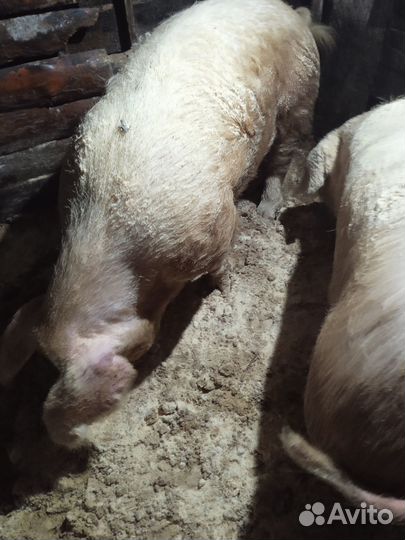 Поросята породы ландрас