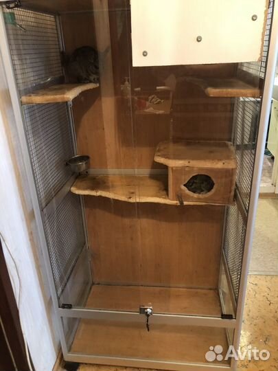 Витрина и две шиншиллы