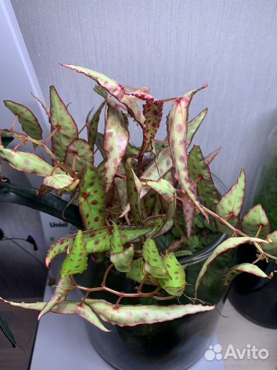 Рассажу под заказ радермахеру, платицериум и др