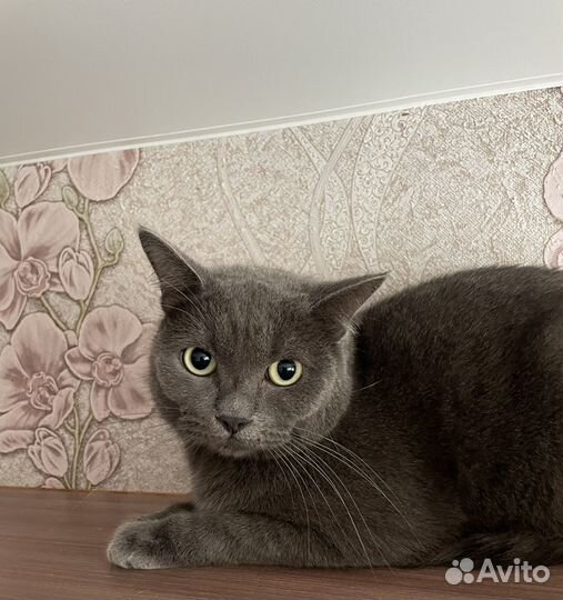 Котик в добрые руки