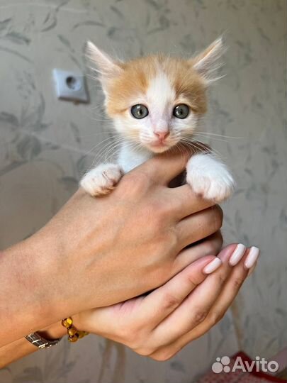 Отдам в добрые руки