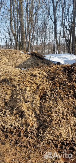 Конский навоз