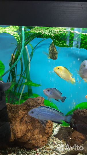 Мальки псевдотрофеус пиндани