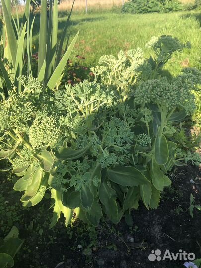 Синеголовник, брунера и другие