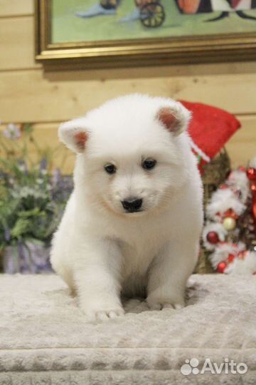 Щенок Белой Швейцарской Овчарки