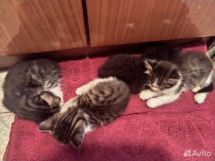 Котята в добрые руки
