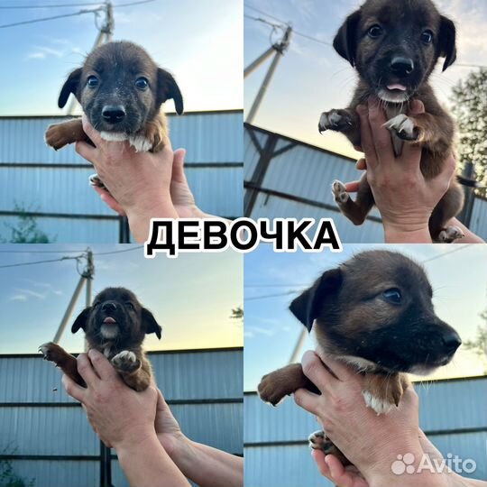 Щенки в добрые руки