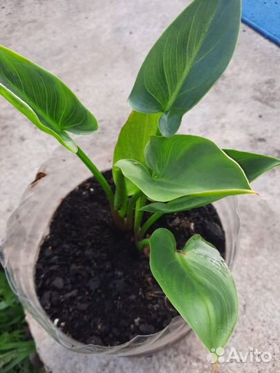 Калла эфиопская