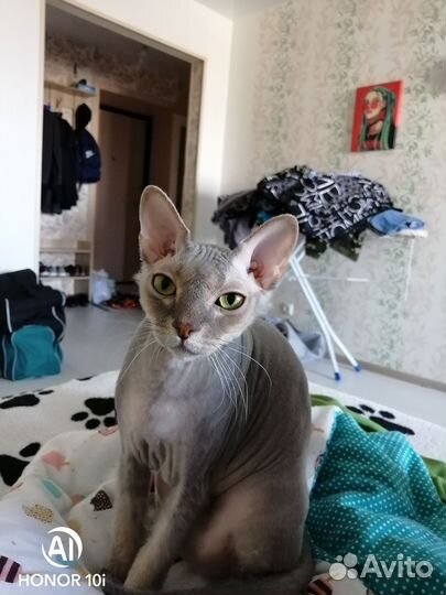 Донской сфинкс кот
