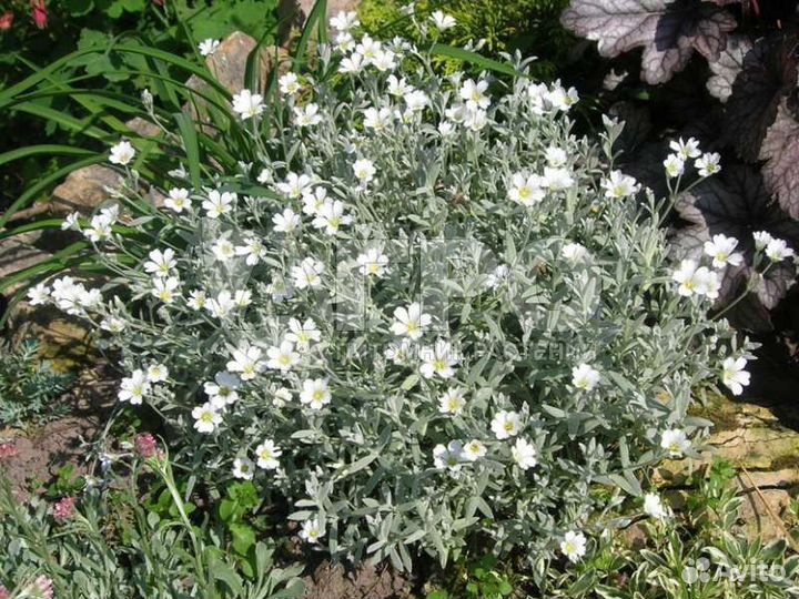 Ясколка почвопокровник