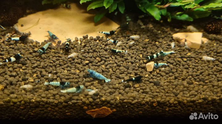 Аквариумные креветки