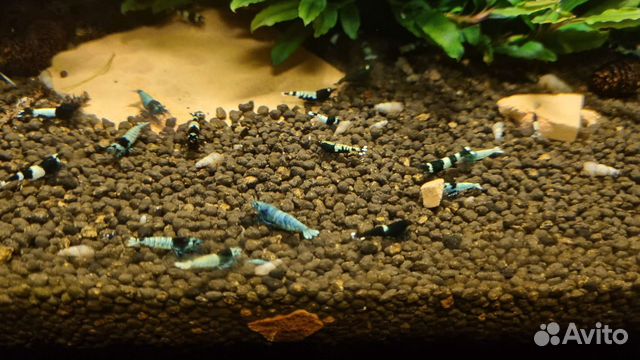 Аквариумные креветки