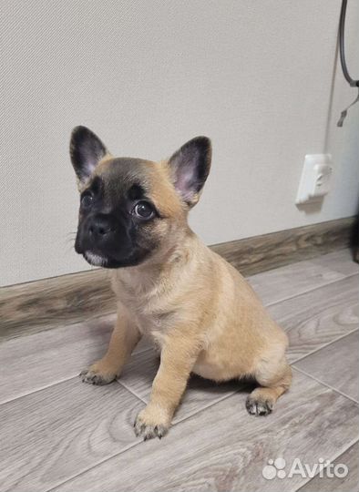 Собаки щенки