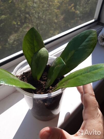 Замиокулькас