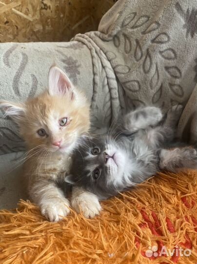 Котята породы мейн-кун