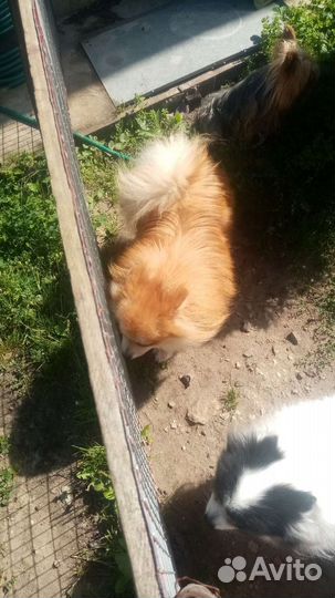 Шпиц помиранский набивные щенки