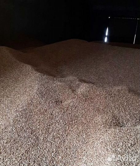 Ячмень озимый, Ячмень озимый на корм/посев