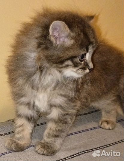 Отдам котята в добрые руки