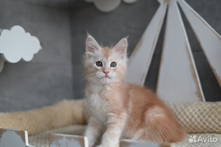 Рыжее солнышко