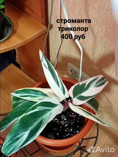 Комнатные цветы