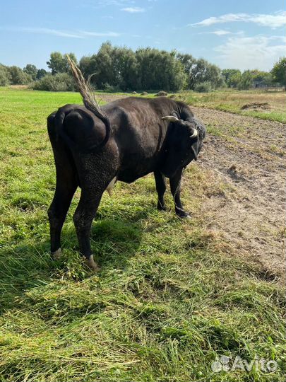 Корова дойная хорошая