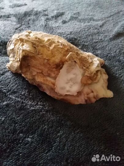Ракушки