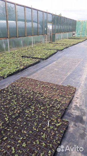 Продавец-консультант и техник в садовый центр