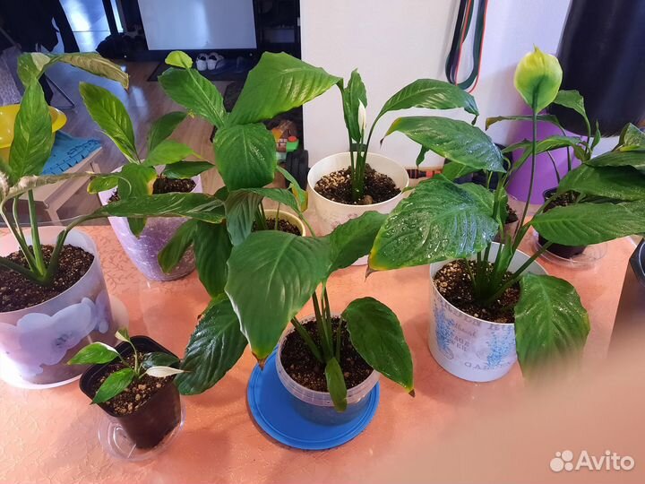 Продам спатифиллум