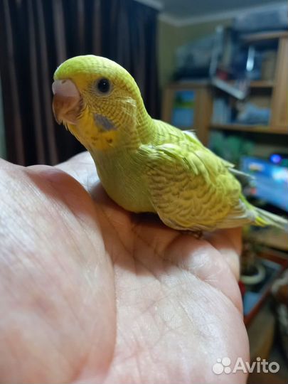 Волнистый попугай