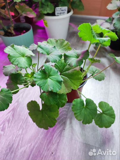 Пеларгония Сортовая