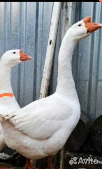 Гусь порода Линда