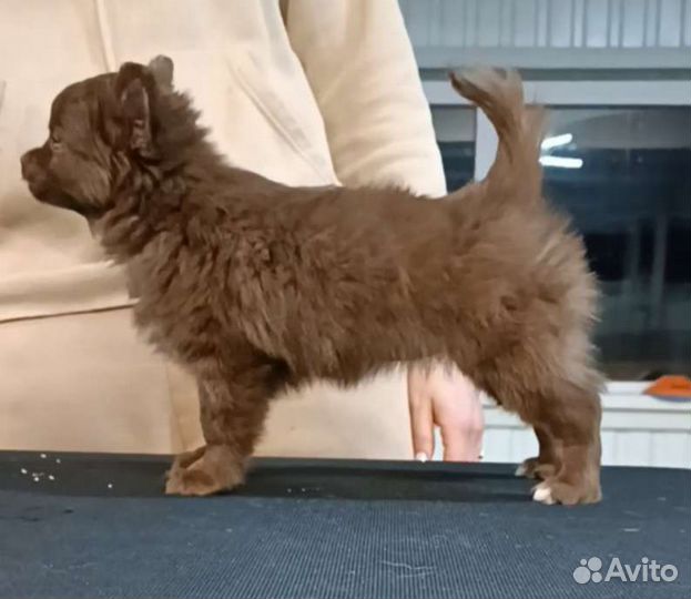 Чихуахуа, девочка шоколадка