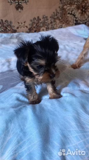 Йоркширский терьер