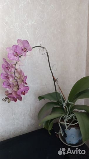 Орхидея фаленопсис