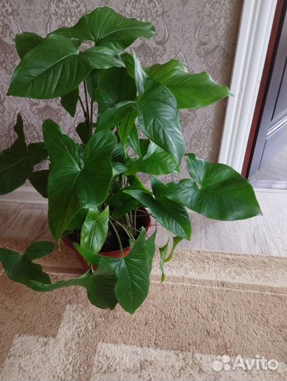 Замиокулькас