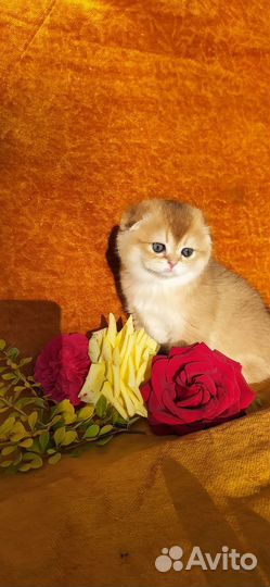 Шотландские девочки