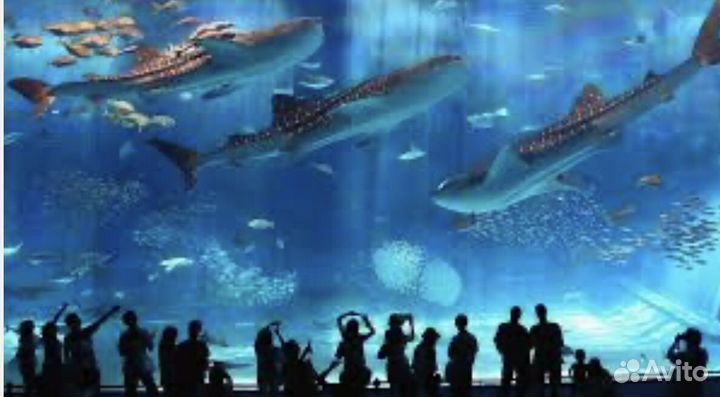Билеты в Москвариум ВДНХ