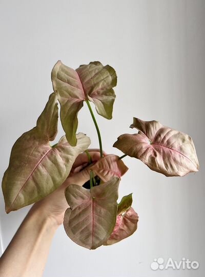 Комнатные растения