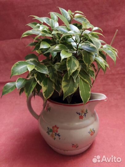 Фикус бенджамина карликовый